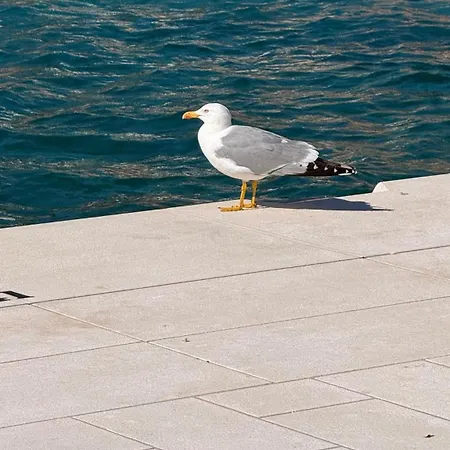Punta Villa Maslinica